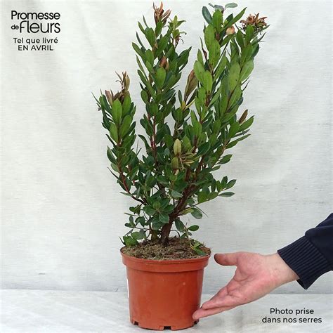 Arbutus Unedo Rubra Arbousier Ou Arbre Fraises Compact Bois Rouge