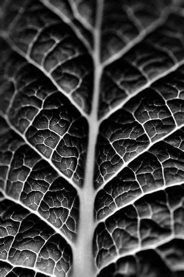 31 Natural Forms Photography Ideas Natural Forms Patterns In Nature