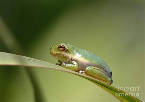 New Baby Green Tree Frog Photograph by Kathy Baccari - Pixels