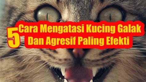 Woooowwww Inilah Cara Mengatasi Kucing Galak Dan Agresif Paling