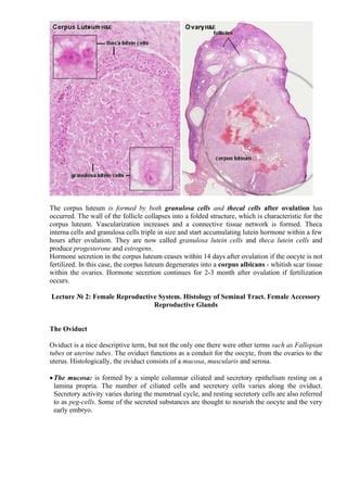 Ovary Slide Corpus Luteum