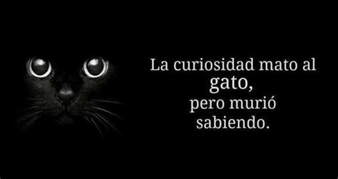 La Curiosidad Mat Al Gato Tonyhat