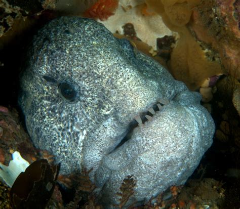 Wolf Eel – "OCEAN TREASURES" Memorial Library