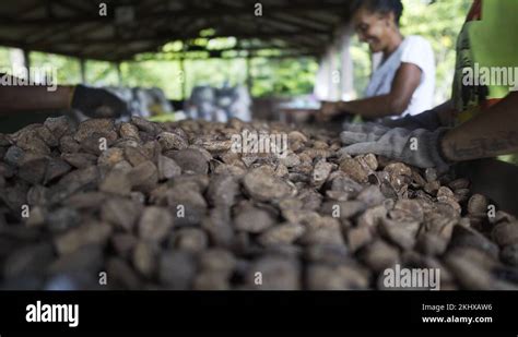 Brazil nuts harvest Stock Videos & Footage - HD and 4K Video Clips - Alamy