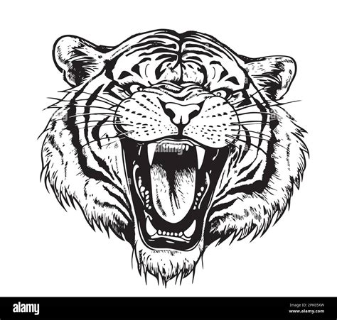 Roaring Tiger Drawing