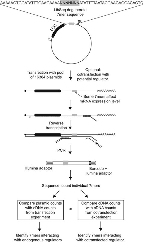 Dissecting The Target Specificity Of RNase H Recruiting