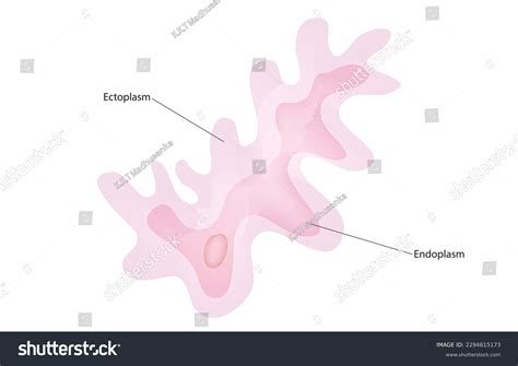 Biological Anatomy Endoplasm Ectoplasm Stock Vector (Royalty Free) 2294615173 | Shutterstock