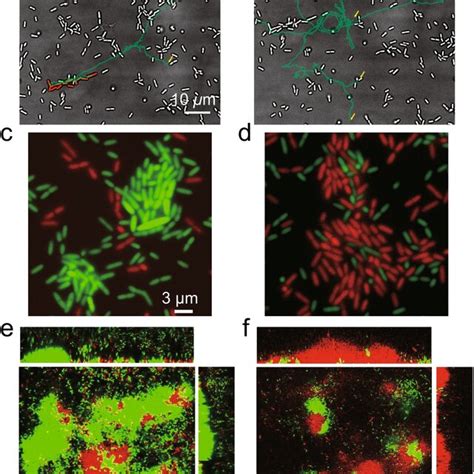 Biofilm Formation Guidance Using Ati In P Aeruginosa A Ati Enables