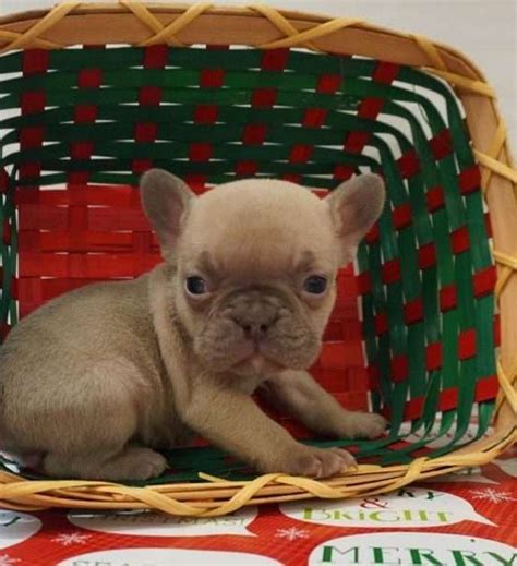 Mia Female French Bulldog Puppy