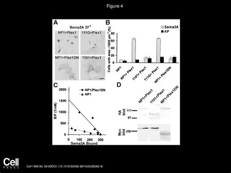 Plexin Neuropilin 1 Complexes Form Functional Semaphorin 3a Receptors