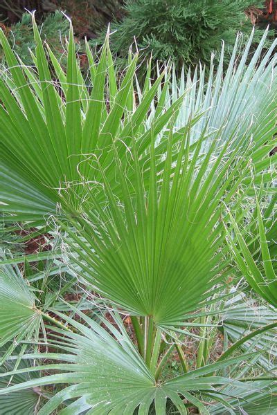 Palmier à jupon Palmier de Californie Washingtonia filifera Palmier