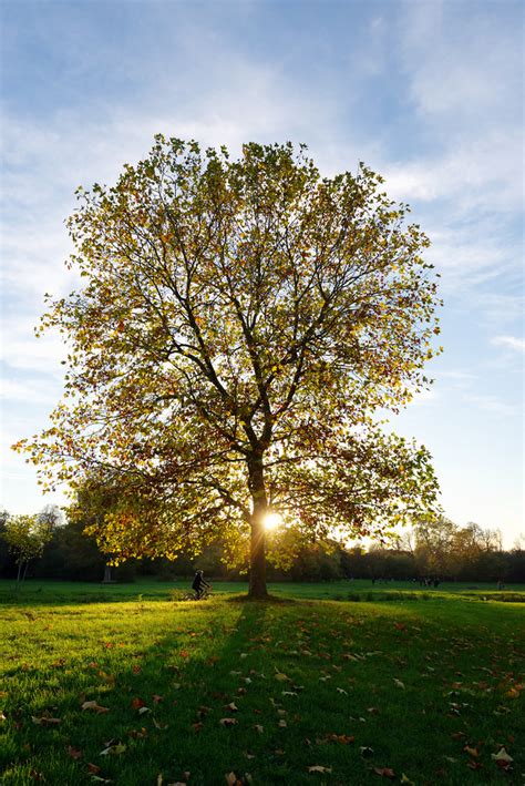 Bois De Vincennes Paris Landscapes Website Buy Fine Ar Hassan