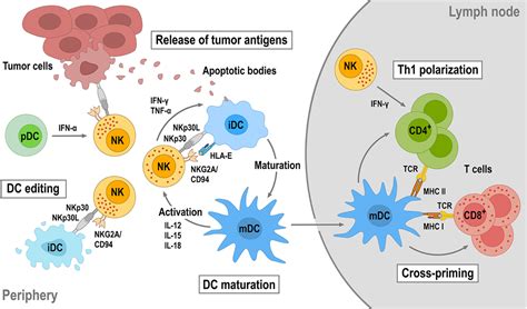 Frontiers Chimeric Antigen Receptor Engineered Nk 92 Cells An Off