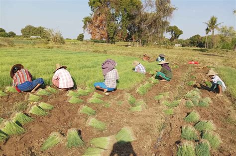 Approximately Million Visses Of New Monsoon Onions Enter Regions