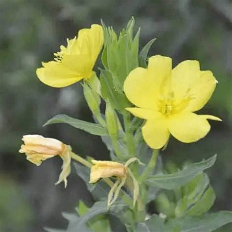 100 Seeds Perennial Oenothera Speciosa Showy Evening Primrose Wild