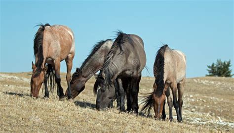 Faixa Dos Cavalos Selvagens Que Pastam Em Sykes Ridge Na Escala Do