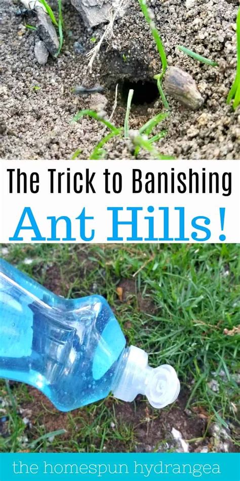 How To Get Rid Of Ant Hills In Your Yard And Garden