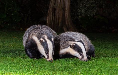 Badgers Species Meles Meles Garden Visitors Many Thank Flickr