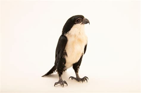 Philippine Falconet Microhierax Erythrogenys Joel Sartore