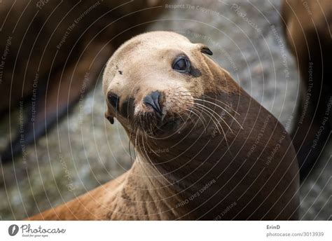 Sea Lion Rising From Ocean In Monterey California Close Up A Royalty