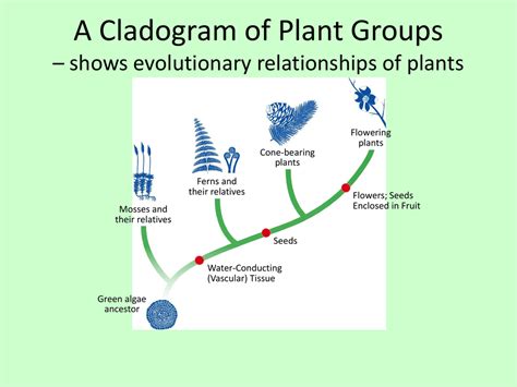 A Cladogram Of Plant Groups Shows Evolutionary Relationships Of Plants