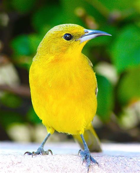 Bright Golden Yellow Bird Available At Pet