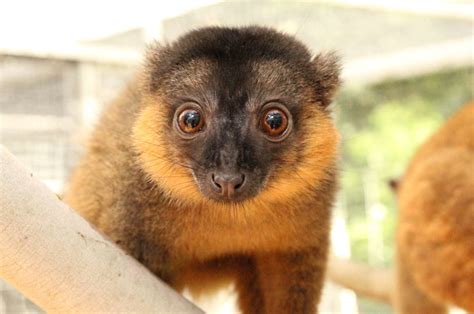 Collared Brown Lemur Archives The Lemur Conservation Foundation