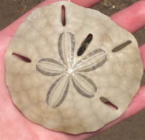 It S Important To Know The Difference Between The Living Sand Dollars