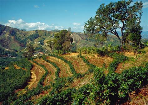 Art print POSTER / CANVAS Puerto Rican Coffee Plantation | eBay