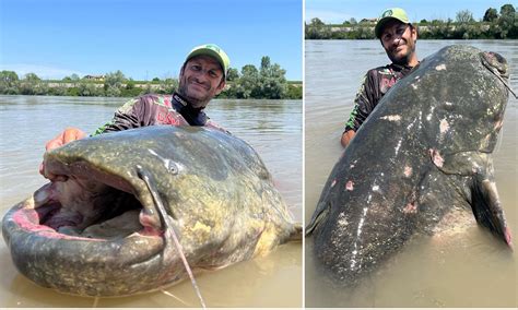 Record Goonch Catfish