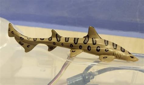 Leopard Shark Marine Life By Papo Animal Toy Blog