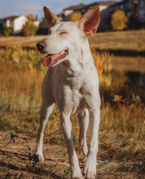 7 of the best dog parks to check out in Calgary | Lifestyle