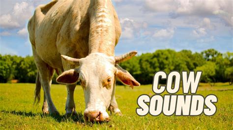 🐮enjoy The Melodious Moo Cow Sound Effects For A Fun Experience 08