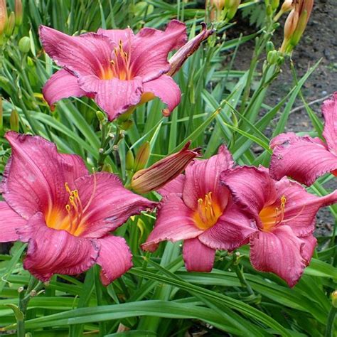 6 X Hemerocallis Summer Wine Daglelie Pot 9x9cm