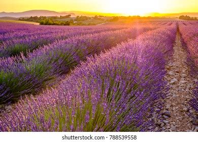 30,730 Flower grasse france Images, Stock Photos & Vectors | Shutterstock