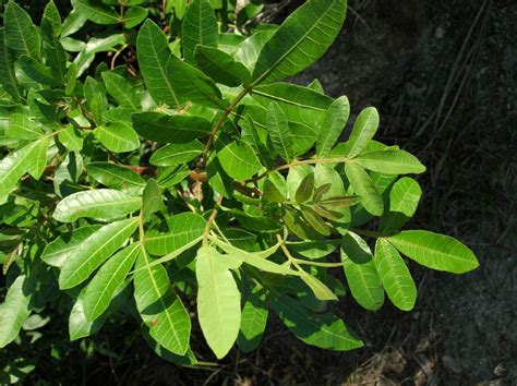 Schinus Terebinthifolius Anacardiaceae Image At