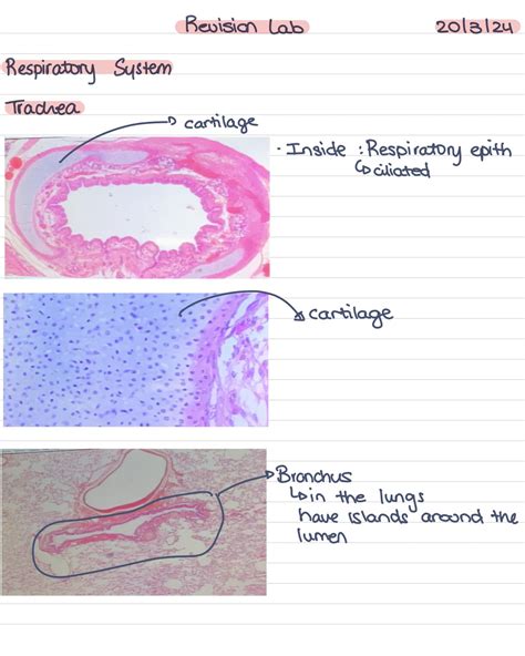 Histology II LAB Notes - Etsy