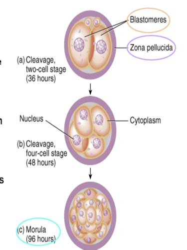 W32 Intro To Embryology Flashcards Quizlet