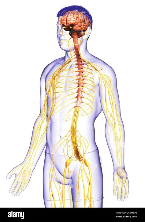 3d Rendered Medically Accurate Illustration Of A Male Nervous System