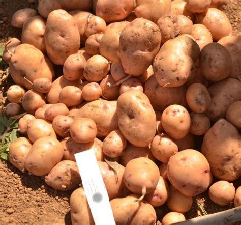 Brown Field Day In Nigeria Highlights Yield Of Late Blight Resistant Potato Feed The Future