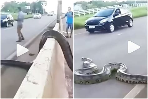 Viral Video Traffic Halts As Giant Anaconda Crosses Busy Road Video