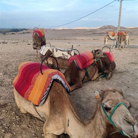 From Marrakesh Sunset Camel Ride In The Agafay Desert