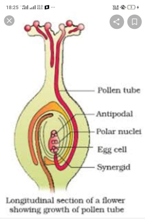 Describe The Process Of Double Fertilization With The Help Of Diagram