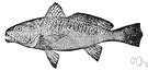 Croaker - definition of croaker by The Free Dictionary