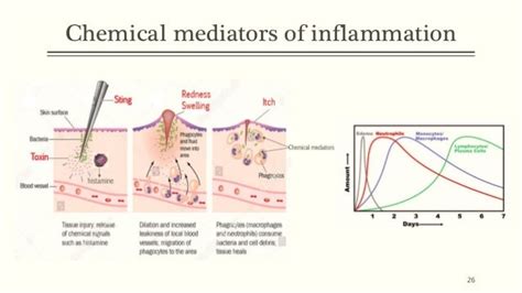 Yellow jacket sting: Inflammation and natural remedy