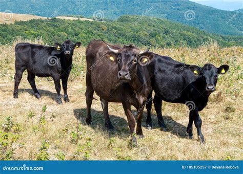 Cow with calf. stock image. Image of livestock, herd - 105105257