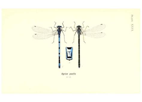 Reproducci N Reproduction British Dragonflies Odonata