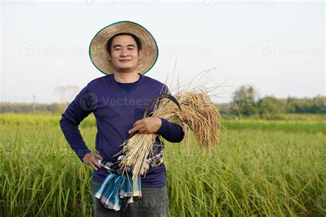 Asian man farmer is at paddy field, wears hat, blue shirt, holds harvested rice and sickle, put ...