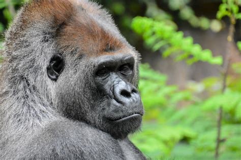 Premium Photo | Picture of a Strong Adult Black Gorilla