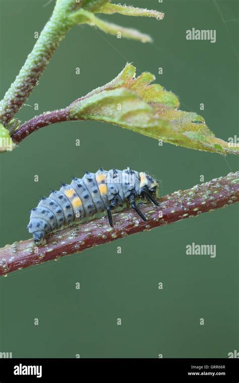 Ladybird, ladybug larvae Stock Photo - Alamy